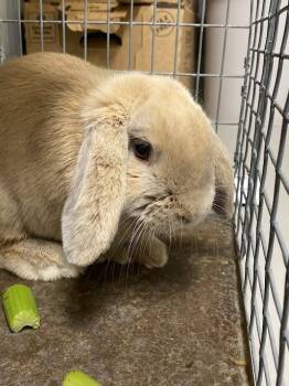 FLOPPY JOE -  Bunny Rabbit Rabbit for Adoption in Las Vegas, Nevada - FLOPPY JOE | PetCurious