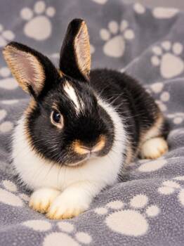 Rabbitha -  Dutch Rabbit for Adoption in Skyline, Minnesota - Rabbitha | PetCurious