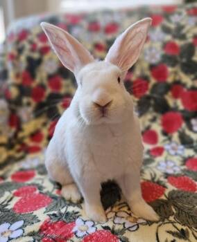Davey -  American Rabbit for Adoption in Folsom, California - Davey | PetCurious