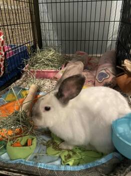 Rescue Californian Rabbits for Adoption in IND HILLSIDE, New Jersey - Apricot | PetCurious