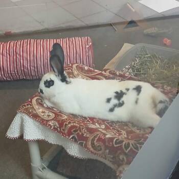 Baby Got Hops -  Checkered Giant Rabbit for Adoption in Walker, Michigan - Baby Got Hops | PetCurious