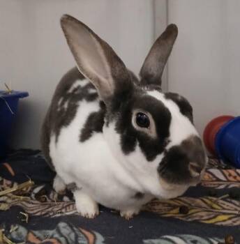 Hot Plate -  Mini Rex Rabbit Available for Adoption in Chicago, Illinois - Hot Plate | PetCurious