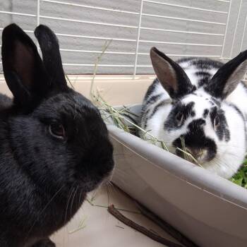 Rex Rabbits Available for Adoption - Pickles | PetCurious