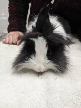 Rescue Lionhead and Mini Lop Rabbits for Adoption in Cleveland, Ohio - Zinnia | PetCurious