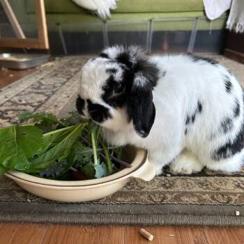 Hase -  Holland Lop Rabbit for Adoption in South Elgin, Illinois - Hase | PetCurious