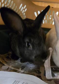 Bunny Rabbit Rabbits Available for Adoption in Derwood, Maryland - JESSICA | PetCurious