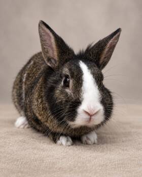 GP -  Bunny Rabbit Rabbit for Adoption in Miami, Florida - GP | PetCurious