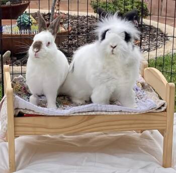 Owen and Evelyn -  Lionhead and Californian Rabbit for Adoption in Long Beach, California - Owen And Evelyn | PetCurious