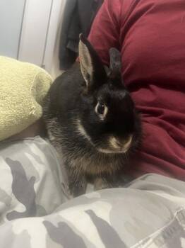 Hilda -  Dwarf Rabbit for Adoption in Stratham, New Hampshire - Hilda | PetCurious