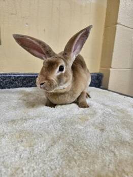 Hazel -  Bunny Rabbit Rabbit for Adoption in Westland, Michigan - Hazel | PetCurious