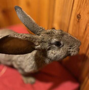 Jagger -  New Zealand Rabbit for Adoption in Westford, Massachusetts - Jagger | PetCurious