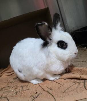 Bunny Rabbit Rabbits Available for Adoption in Boston, Massachusetts - CLARK | PetCurious