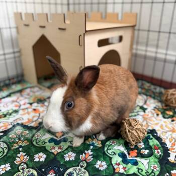 Dahlia -  Lionhead Rabbit for Adoption in Miami, Florida - Dahlia | PetCurious