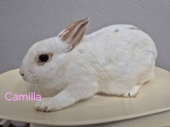Bunny Rabbit Rabbits Available for Adoption in Cincinnati, Ohio - Camilla | PetCurious