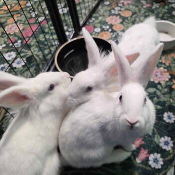 Eden -  Lionhead Rabbit for Adoption in The Woodlands, Texas - Eden | PetCurious