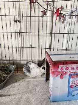 English Spot Rabbits Available for Adoption - Harvey | PetCurious