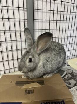 Rescue American and Bunny Rabbit Rabbits for Adoption in Largo, Florida - Flopsy | PetCurious