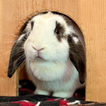 Rescue English Lop Rabbits for Adoption in Kanab, Utah - Maple | PetCurious