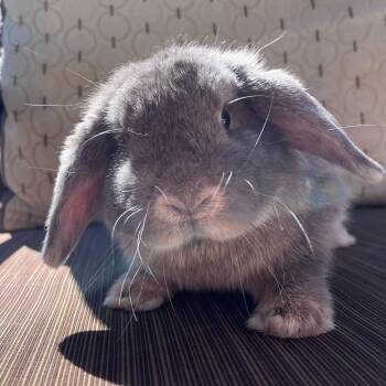 Rescue Mini Lop Rabbits for Adoption in Los Angeles, California - Ophelia | PetCurious