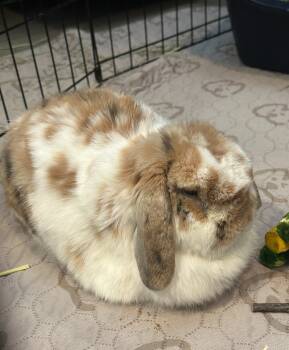 Rescue English Lop Rabbits for Adoption in Hyde Park, New York - Peep | PetCurious