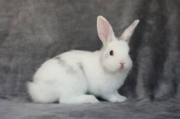 Cato -  Harlequin Rabbit for Adoption in Santa Cruz, California - Cato | PetCurious