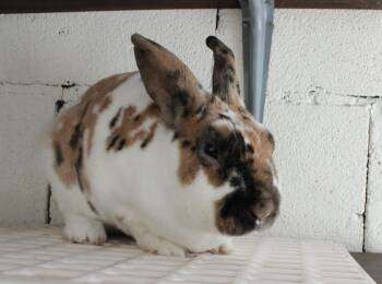 Lionhead and Mini Rex Rabbits Available for Adoption - Apple | PetCurious