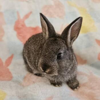 Lionhead and Mixed Breed Rabbits Available for Adoption - Black Magic | PetCurious