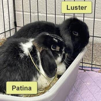 Patina (Bonded) -  Lop Eared Rabbit for Adoption in Wheaton, Illinois - Patina (Bonded) | PetCurious