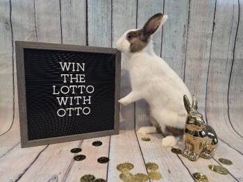 Otto -  Dutch Rabbit for Adoption in Columbus, Ohio - Otto | PetCurious