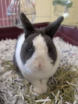 Netherland Dwarf and Dutch Rabbits Available for Adoption in Clayton, New Jersey - Daisy  | PetCurious