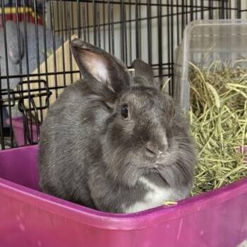 Rescue American Rabbits for Adoption in Phoenixville, Pennsylvania - Goblin | PetCurious