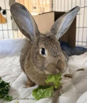 New Zealand Rabbits Available for Adoption - Sweet Caroline | PetCurious