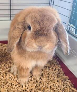 Ivy -  Holland Lop Rabbit for Adoption in Portland, Indiana - Ivy | PetCurious
