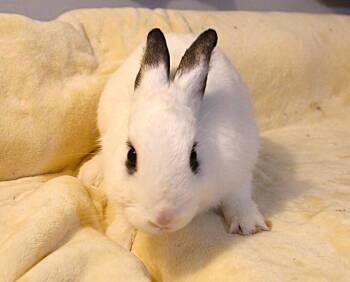 Rescue Hotot Rabbits for Adoption in IND HILLSIDE, New Jersey - Tiki | PetCurious