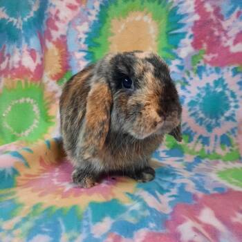 Rescue Lop Eared Rabbits for Adoption in Montclair, California - Espresso | PetCurious