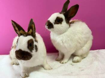 Phillip Cheesesteak and Sloppy Joseph -  New Zealand Rabbit for Adoption in Saint Charles, Missouri - Phillip Cheesesteak And Sloppy Joseph | PetCurious