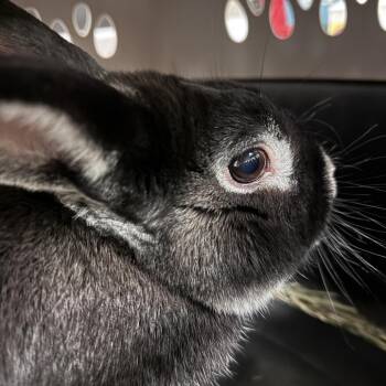Ori -  Silver Marten Rabbit for Adoption in Chicago, Illinois - Ori | PetCurious