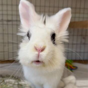 Rescue Lionhead Rabbits for Adoption in Mill Valley, California - Rainee | PetCurious
