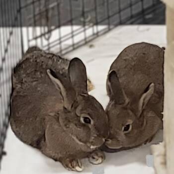 Bunny Rabbit Rabbits Available for Adoption in Erie, Colorado - Spruce With Maple | PetCurious