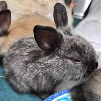 Basil Stag Hare -  American Sable Rabbit for Adoption in San Diego, California - Basil Stag Hare | PetCurious