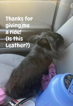 Rescue Lionhead Rabbits for Adoption in Paradis, Louisiana - Blarney McMuffin | PetCurious