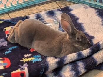 Mini Rex Rabbits Available for Adoption - Luna | PetCurious