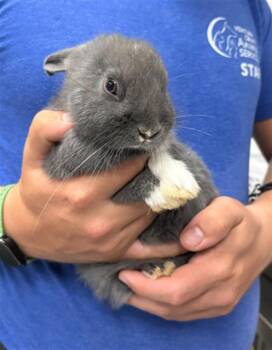 Bunny Rabbit Rabbits Available for Adoption in Camarillo, California - BERT | PetCurious