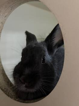 American Rabbits Available for Adoption in Bloomington, Indiana - Lark | PetCurious