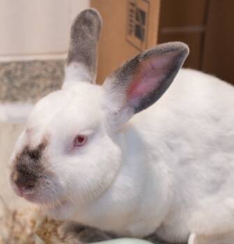 Rescue Californian Rabbits for Adoption in Boston, Massachusetts - STEVE | PetCurious