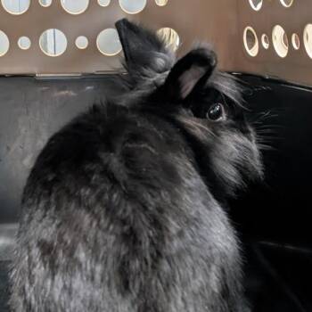 Onyx -  Angora Rabbit Rabbit for Adoption in Des Moines, Iowa - Onyx | PetCurious
