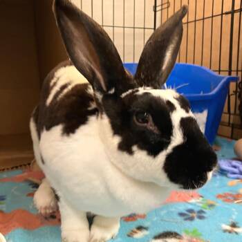 Tessi -  Rex Rabbit for Adoption in Oshkosh, Wisconsin - Tessi | PetCurious