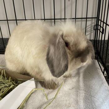 Father Thyme -  Bunny Rabbit Rabbit for Adoption in Allentown, Pennsylvania - Father Thyme | PetCurious