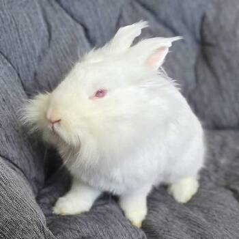 Lionhead Rabbits Available for Adoption in Saint Charles, Missouri - Jalapeno | PetCurious
