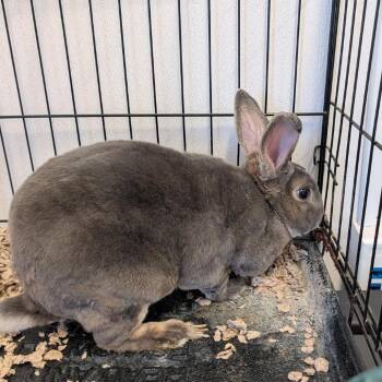 Bugsy -  Chinchilla Rabbit for Adoption in Clearwater, Florida - Bugsy | PetCurious